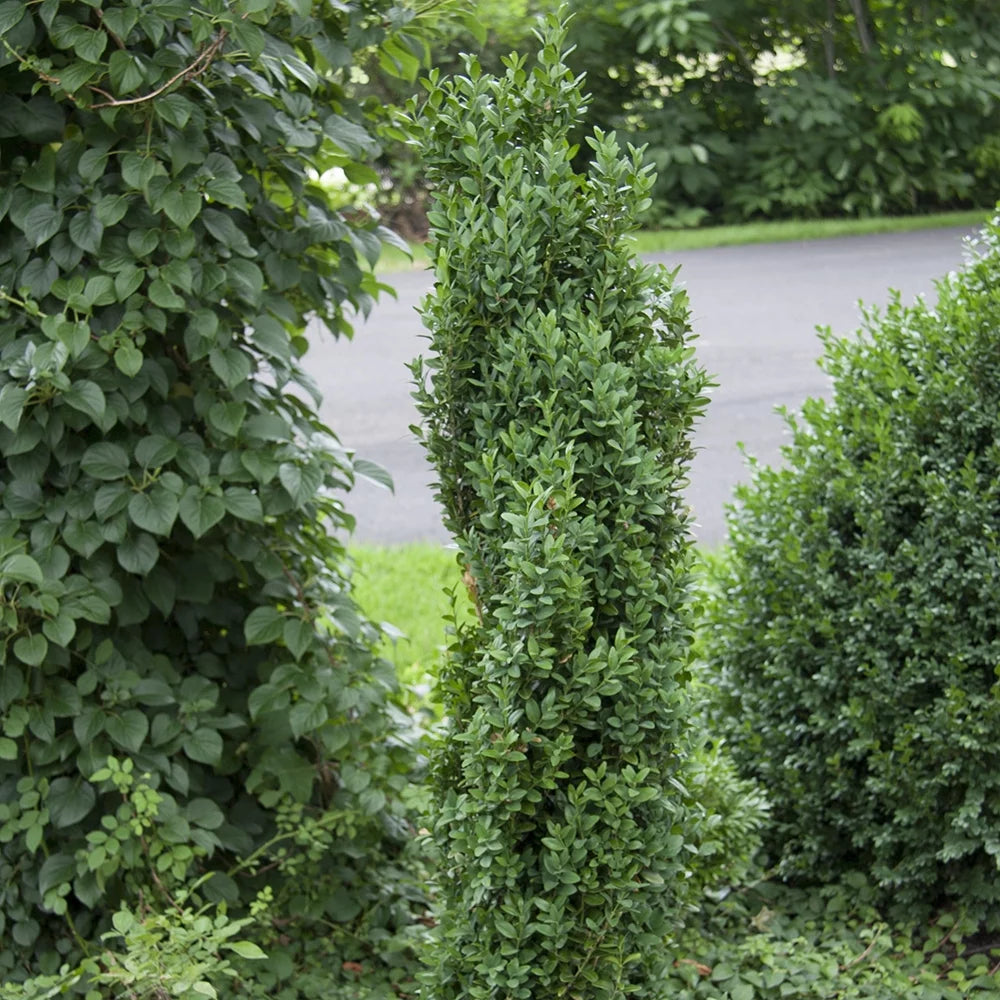 Boxwood Live Broadleaf Evergreen Shrub 2.50 Quart Pot C4437