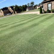 Bermuda Grass Seed 10 lbs N3963