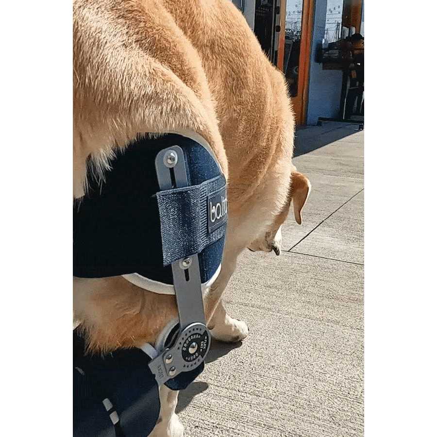 Adjustable Hinged Dog Knee Brace U45867