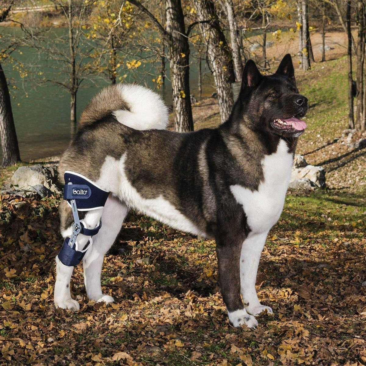 Adjustable Hinged Dog Knee Brace U45867