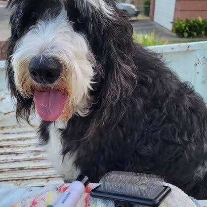 Pet Brush K9253
