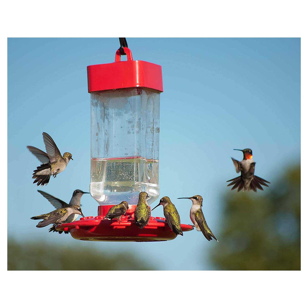 Hummingbird ElectroNectar K9967