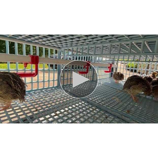 2 Section Quail Cage F8431