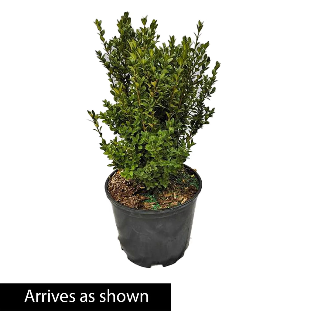 Boxwood Live Broadleaf Evergreen Shrub 2.50 Quart Pot C4437
