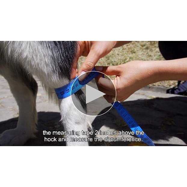 Dog Hock Brace Rear Leg Joint Wrap Y72329
