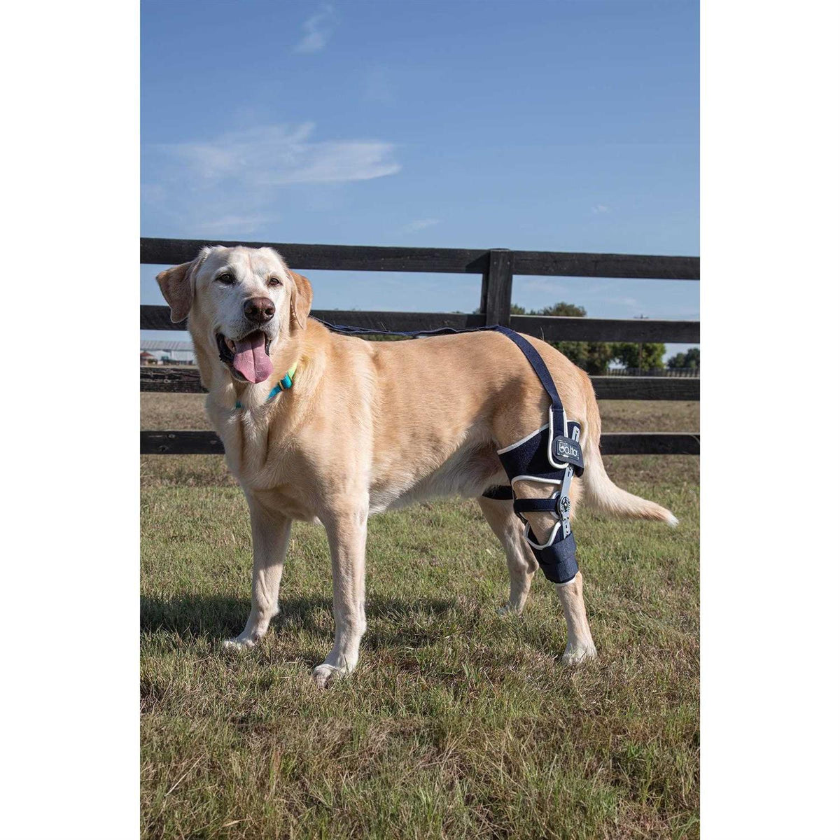 Adjustable Hinged Dog Knee Brace U45867