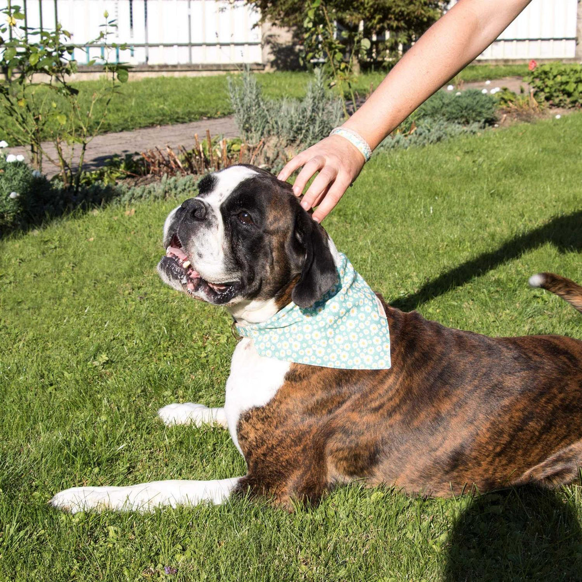 Matching Dog Collar, Bandana and Friendship Bracelet J666510
